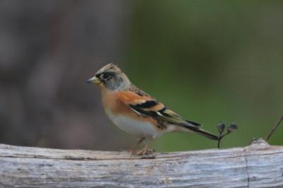 Fringilla montifringilla