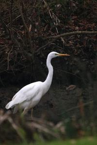 Grande Aigrette