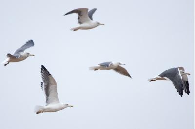 Larus fuscus