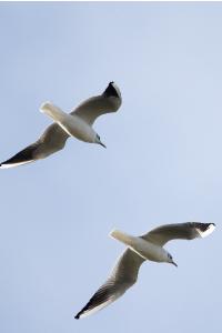 Mouette rieuse