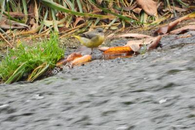 Bergeronnette des ruisseaux