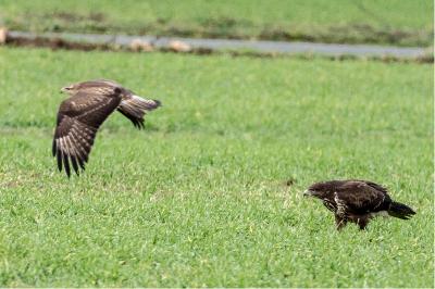 Buse variable