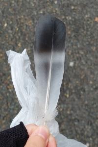 Pigeon colombin
