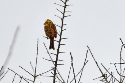 Bruant jaune