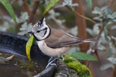 Mésange huppée