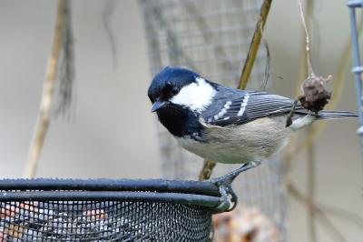 Mésange noire