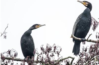 Grand Cormoran