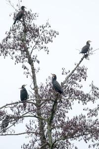 Grand Cormoran
