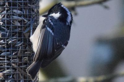 Mésange noire