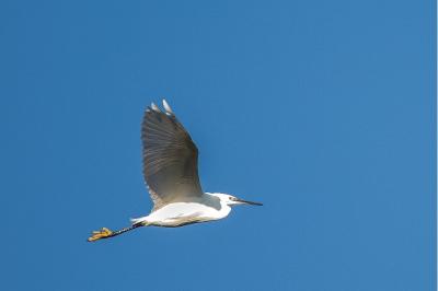 Egretta garzetta