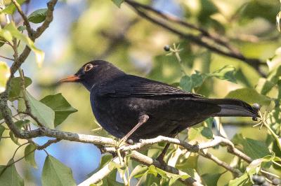 Turdus merula