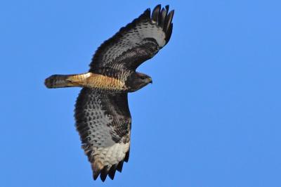 Buse variable