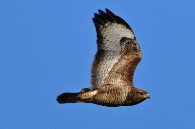 Buse variable