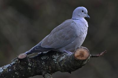 Streptopelia decaocto