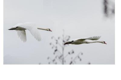 Cygne tuberculé
