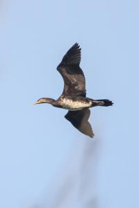 Grand Cormoran