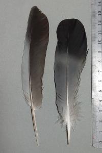 Columba oenas