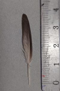 Bécasseau variable