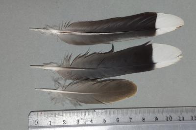 Streptopelia turtur