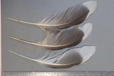 Larus fuscus