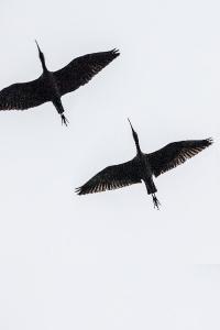 Ibis falcinelle