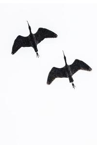Ibis falcinelle