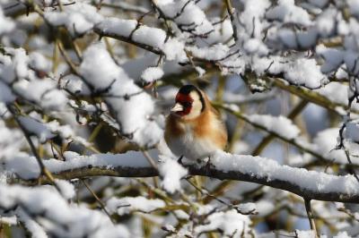 Carduelis carduelis