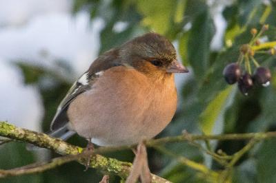 Fringilla coelebs