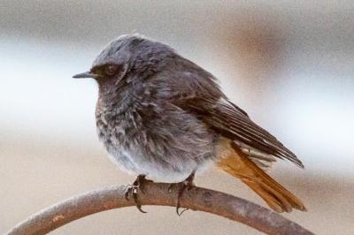 Phoenicurus ochruros