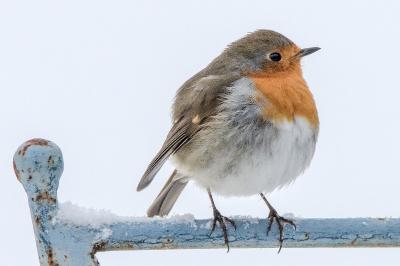 Erithacus rubecula