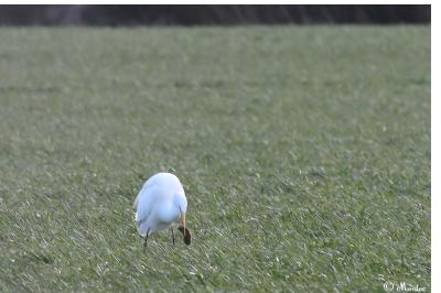 Grande Aigrette