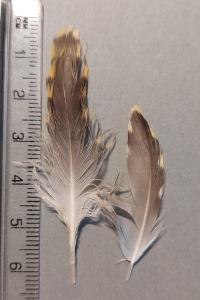 Pluvialis apricaria