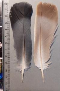 Columba livia