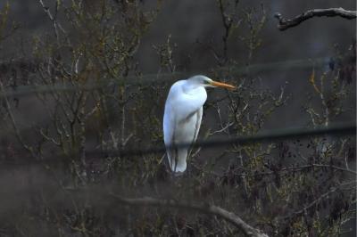 Grande Aigrette