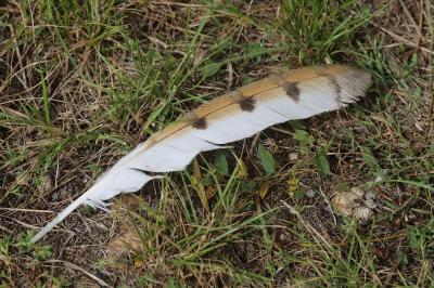 Tyto alba
