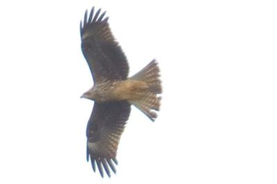 <i>Milvus</i>