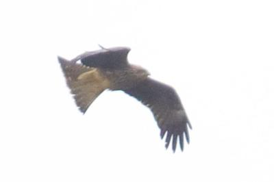 <i>Milvus</i>