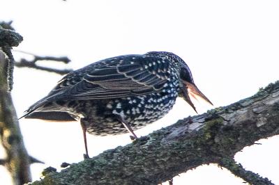 Sturnus vulgaris
