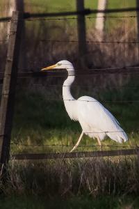Grande Aigrette