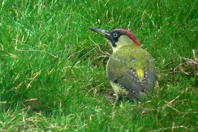 Picus viridis