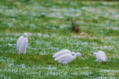 Aigrette garzette