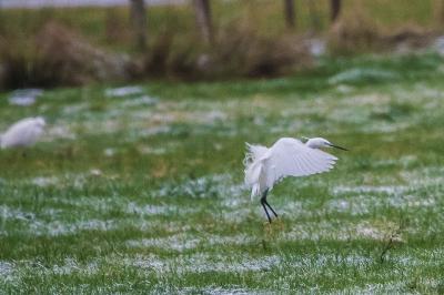 Aigrette garzette