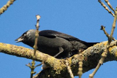 Corvus monedula