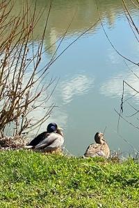 Canard colvert