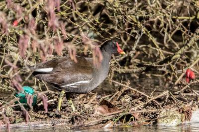 Poule-d'eau