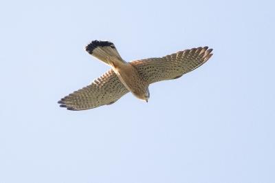 Falco tinnunculus