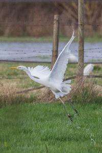 Grande Aigrette