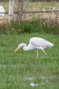 Grande Aigrette