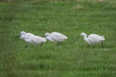 Aigrette garzette
