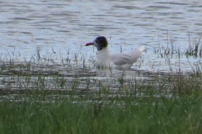 Mouette mélanocéphale